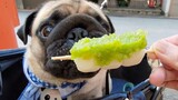 A walk with pug&looking for delicious food on Japanese shopping street