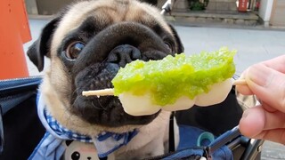 Đường phố Nhật Bản có gì ngon? Hãy cùng Pug khám phá nhé