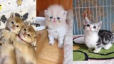 Những chú Chó Mèo siêu hài hước và đáng yêu *** Hot Tik Tok *** #15