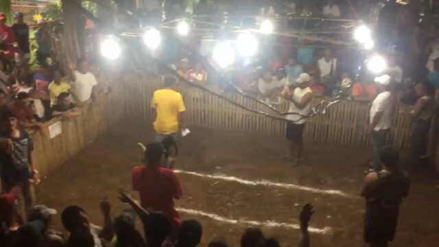 Hatch Grey 2x winner