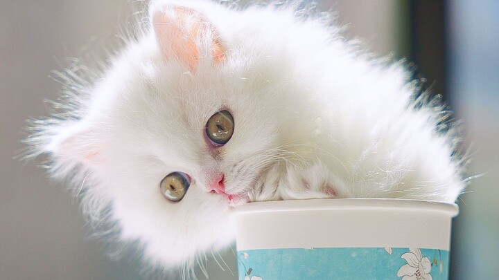 Segelas milk tea pertama di musim semi! Manis banget, kan?