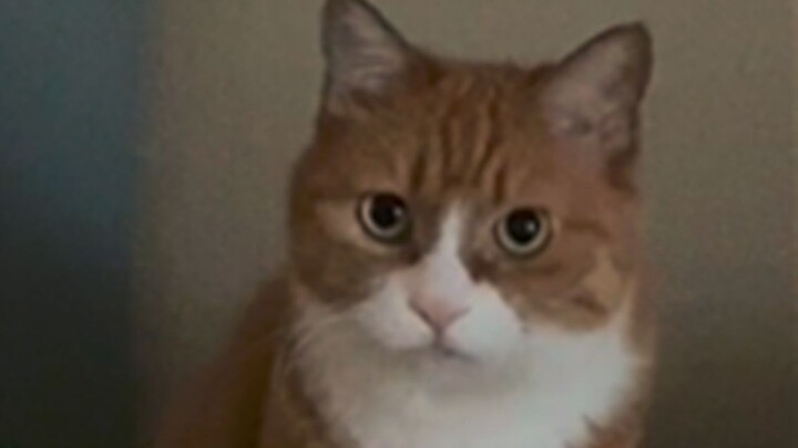 Aunt Jiang thought she knew Da Mi very well and guessed where Da Mi would be staying in advance. Aft