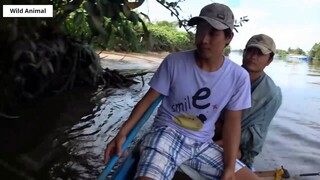 Lội Sông Bắn Cò _ Stork Hunting _ 3