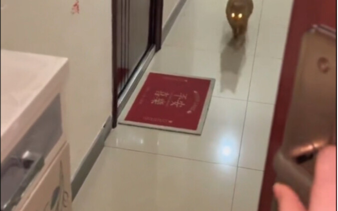 Mèo: Đừng đóng cửa! Sai rồi anh ơi! Sai rồi!
