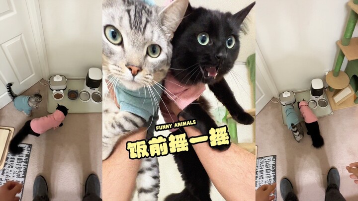 You must shake it before eating🐱