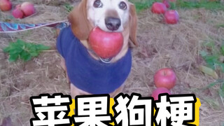 苹果狗梗appledog#appledog #苹果狗#梗#玩梗#老外真会玩