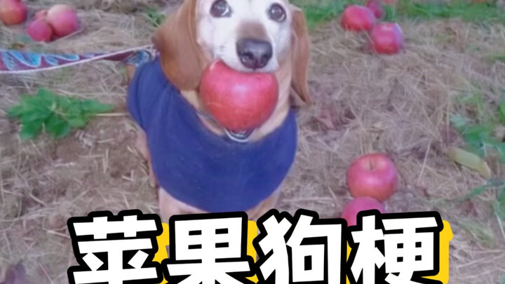 苹果狗梗appledog#appledog #苹果狗#梗#玩梗#老外真会玩