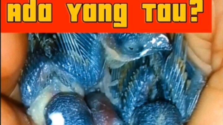 Anak burung yang malang