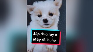 Sắp chia tay Mây rồi huhu cunyeucuadua chó chócon chókhôn chócute xuhuong fyp