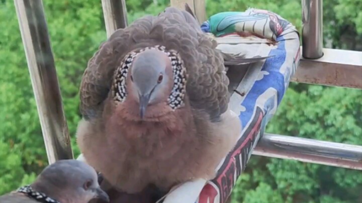 Gugu: Ambil jendelamu.