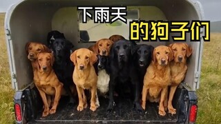 Video binatang yang ceria!