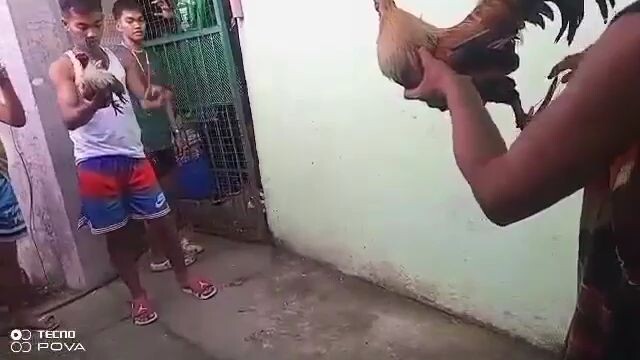 talisay win