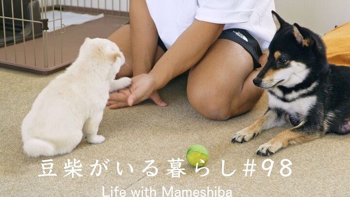 Little milk-doggy learns to shake paws for the first time, and Mom starts showing off her skills rig
