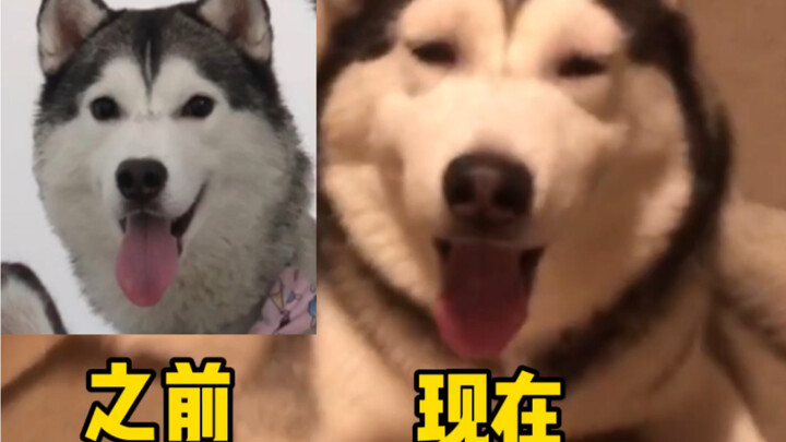 Bee-Chasing Boy, Little Husky! See the Doctor!