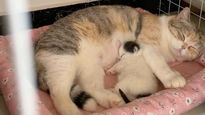 How well are only-child cats treated?