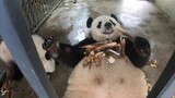 The mother panda is busy eating bamboo and forgets about the baby