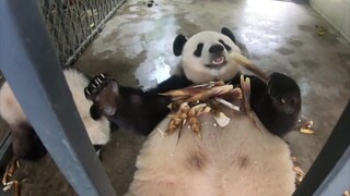 熊妈妈只服自己吃竹子，熊崽崽在一边气鼓鼓