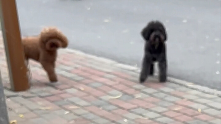 When a Czech Wolfdog Met Two Off-Leash Teddy Dogs… Luckily, I Managed to Stop It!