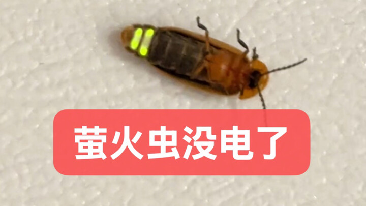 Firefly