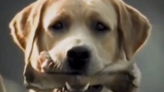 Collection of pets' funny moments