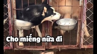Trước giờ cứ kêu nó ngáo , ngáo đâu khôn thấy bà