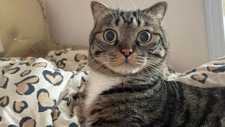 猫爪在上定理？？？？不存在的！！！！
