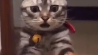 【Animal Circle】The crab was playing with me just now, what happened?