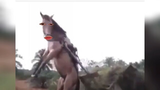 Horse: So tired