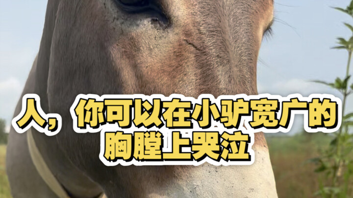 You can cry on Little Donkey’s broad chest.