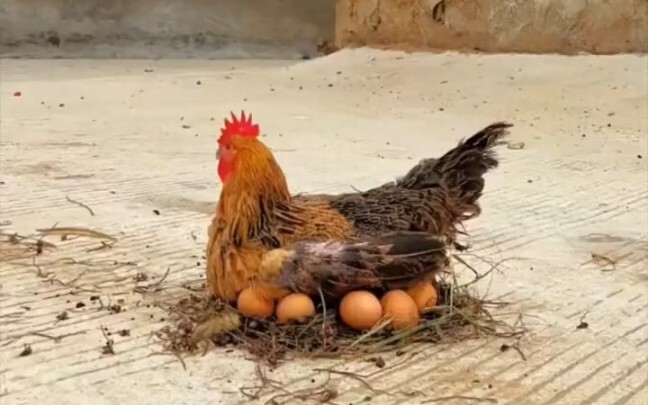 Another day when Brother Chicken gets bullied by Pokita