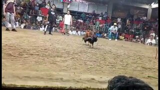 may 16 2025 2hits champion