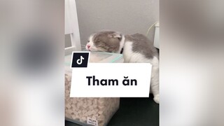 Coi cái nết ăn kì hong cat catoftiktok beothemeow foryou