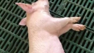 每天早上起床时的你 ：还活着呢！别摇了！