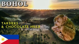 BOHOL - Cutest little Tarsiers (and top attractions) 🇵🇭 Philippines Paradise Discovery Vlog