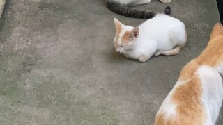 Cats meeting