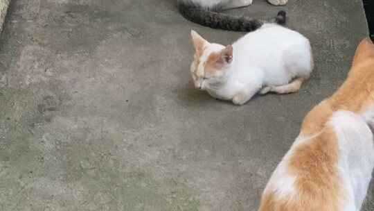 Cats meeting