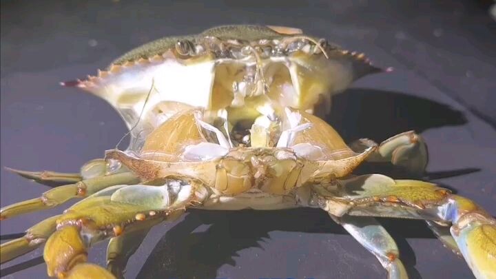 ✅Amazing Crab so Adorable to WATCH🦀😍❤️