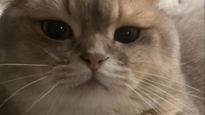 Can't beat but still not convinced