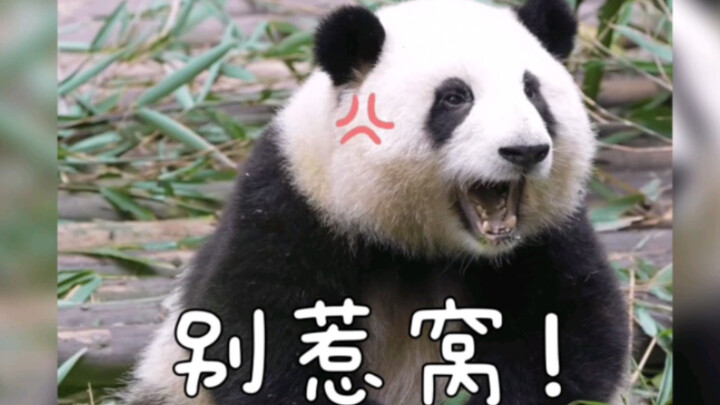 Huahua: “Don’t mess with me!”