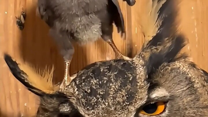 Funny eagle owl, giant owl