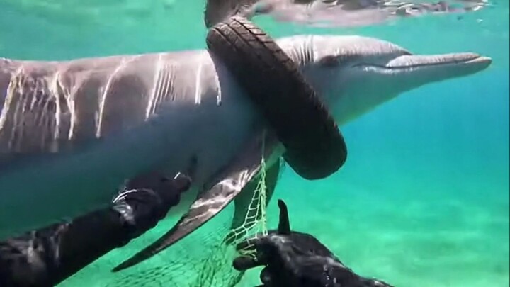 POV Dolphin Rescue | Trapped in a Tire, Saved at the Last Moment 🐬