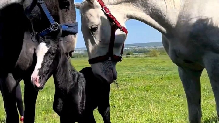 Mẹ của bé khoe con mình với bạn bè