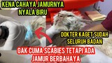 Kucing Ras Sakit Scabies Dan Jamur Akhirnya Di Tangani Sama Dokter Ternyata Sudah Sangat Parah.