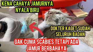 Kucing Ras Sakit Scabies Dan Jamur Akhirnya Di Tangani Sama Dokter Ternyata Sudah Sangat Parah.