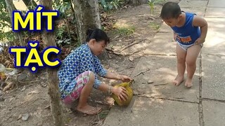 Mít tặc | Trộm mít tại miền tây | Bảo đi hái mít cùng bà chín | jackfruit