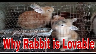 Why? Rabbit is Lovable 🥰