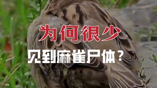 麻雀那么多，为啥成了保护动物？