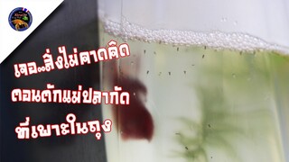 เจอสิ่งไม่คาดคิดตอนตักแม่ปลากัดที่เพาะในถุงพลาสติกออกสไตล์korattv