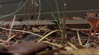 A little gecko friend says hello