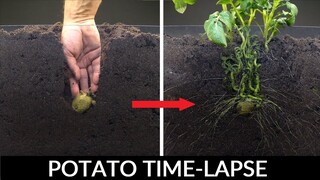 Potato Growing Underground Time Lapse - 92 Days